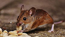 24 Hour & Emergency Exterminators in National City Of Pa, PA
